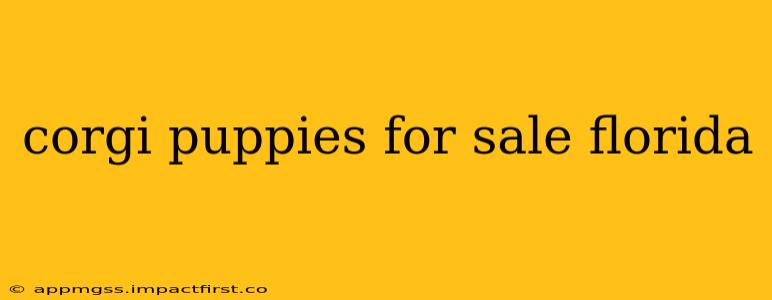 corgi puppies for sale florida