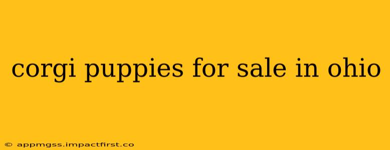corgi puppies for sale in ohio
