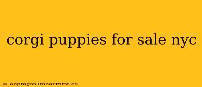 corgi puppies for sale nyc
