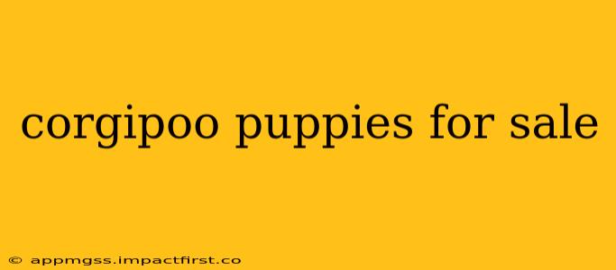 corgipoo puppies for sale