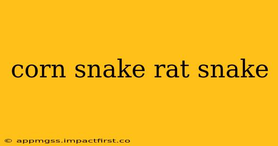 corn snake rat snake