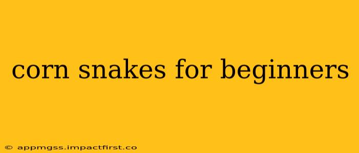 corn snakes for beginners