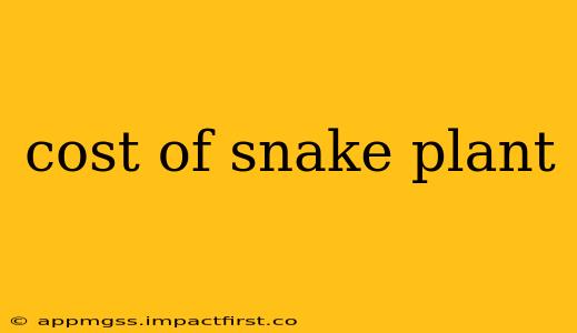 cost of snake plant