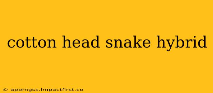 cotton head snake hybrid