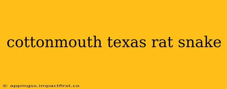 cottonmouth texas rat snake
