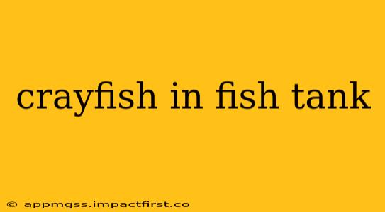 crayfish in fish tank