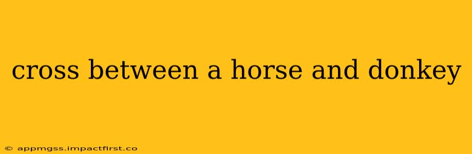 cross between a horse and donkey