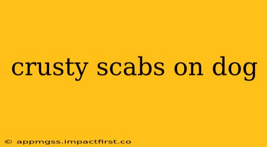 crusty scabs on dog
