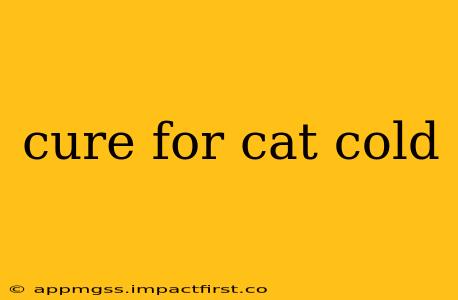 cure for cat cold