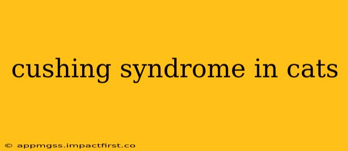 cushing syndrome in cats