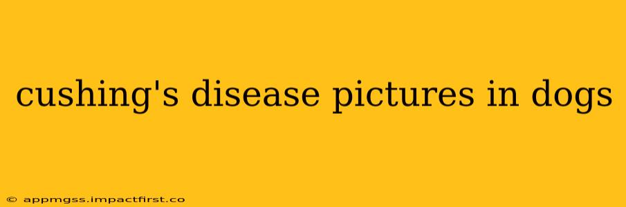 cushing's disease pictures in dogs