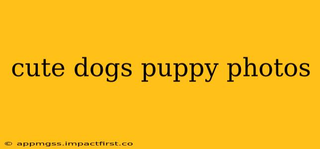 cute dogs puppy photos