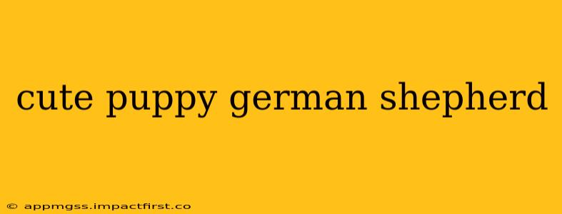 cute puppy german shepherd