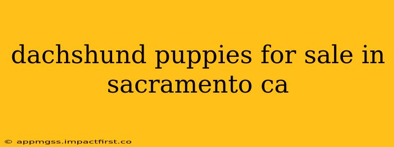 dachshund puppies for sale in sacramento ca
