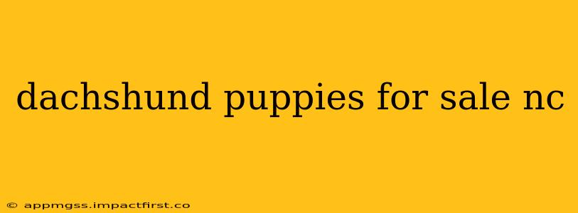 dachshund puppies for sale nc