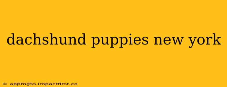 dachshund puppies new york