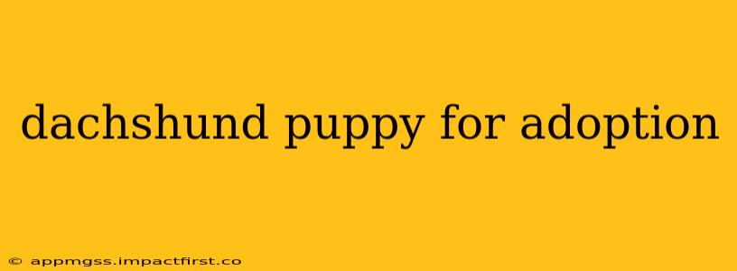 dachshund puppy for adoption