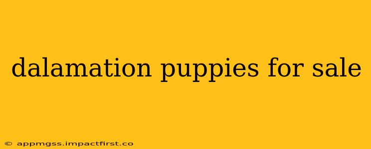 dalamation puppies for sale