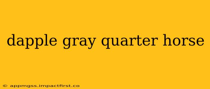 dapple gray quarter horse