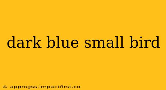 dark blue small bird