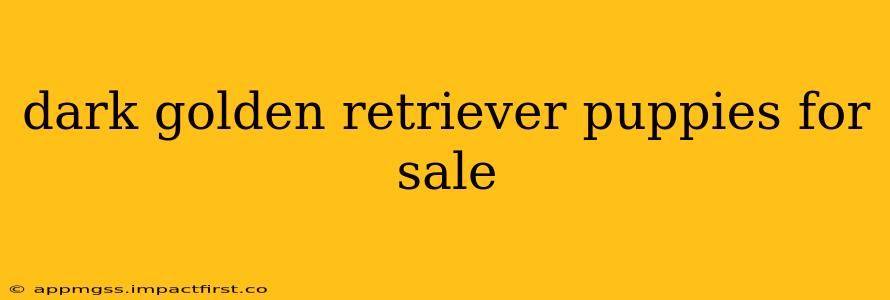 dark golden retriever puppies for sale