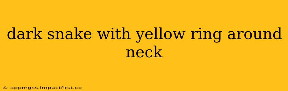 dark snake with yellow ring around neck