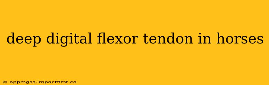 deep digital flexor tendon in horses