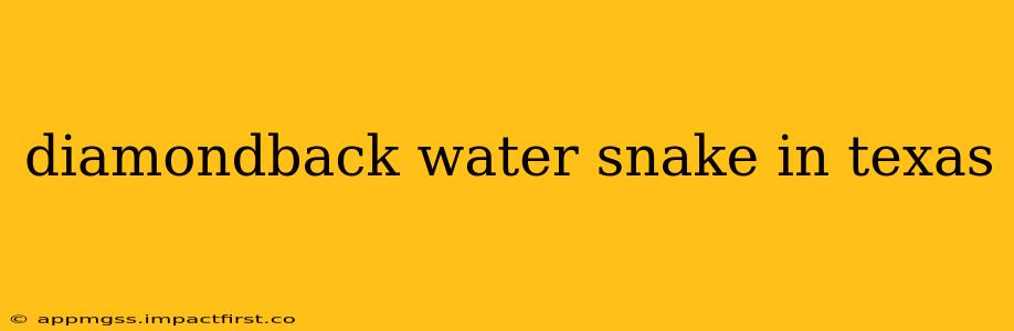 diamondback water snake in texas