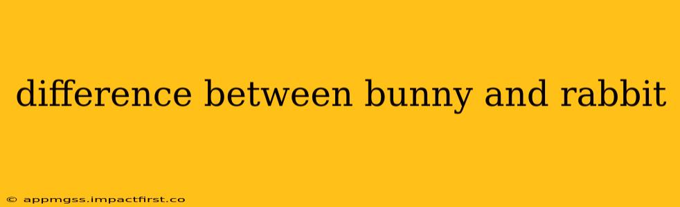 difference between bunny and rabbit