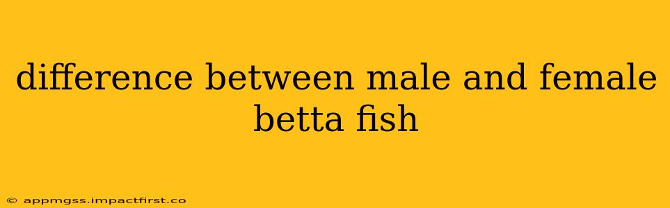 difference between male and female betta fish