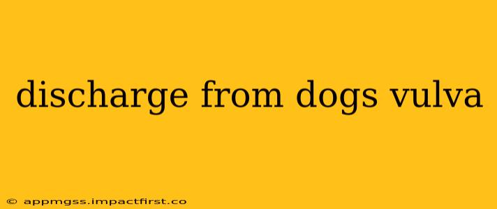 discharge from dogs vulva