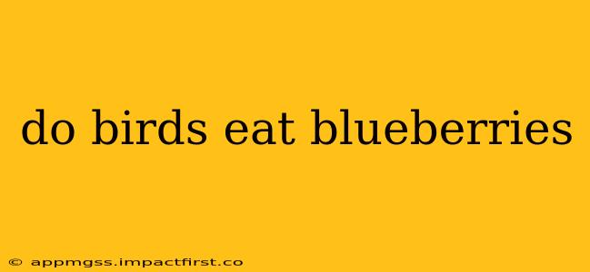 do birds eat blueberries