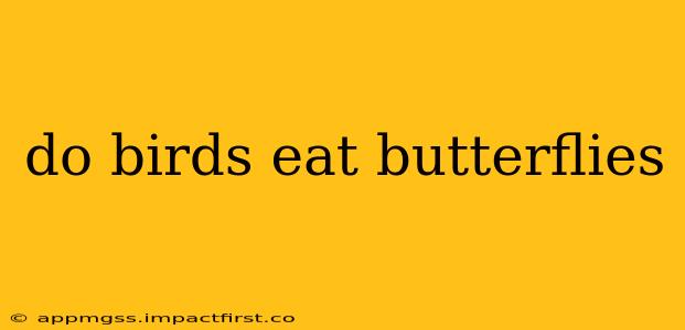 do birds eat butterflies