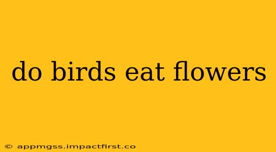 do birds eat flowers