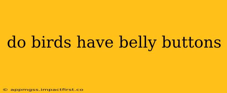 do birds have belly buttons