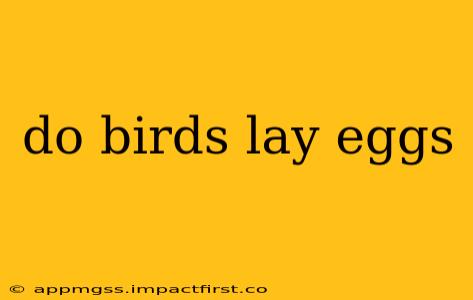 do birds lay eggs