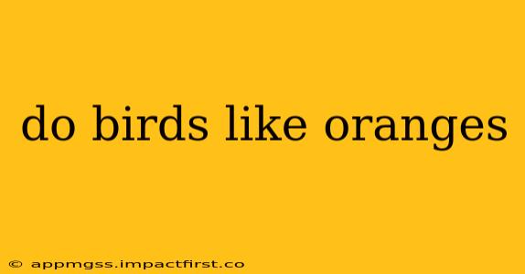 do birds like oranges