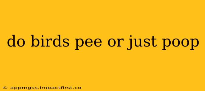 do birds pee or just poop
