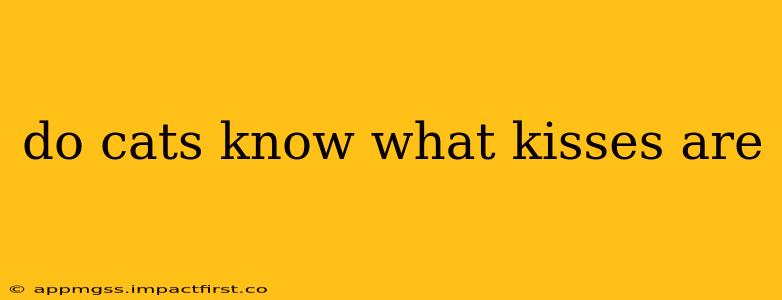 do cats know what kisses are
