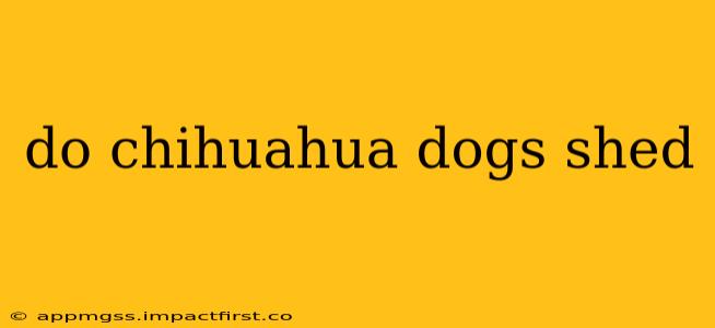 do chihuahua dogs shed