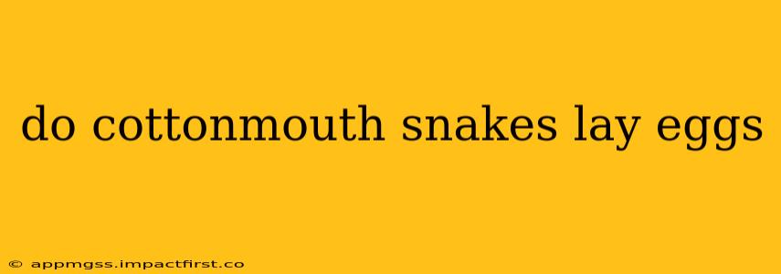 do cottonmouth snakes lay eggs