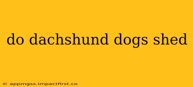 do dachshund dogs shed