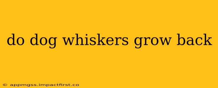 do dog whiskers grow back