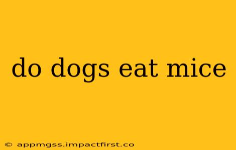 do dogs eat mice