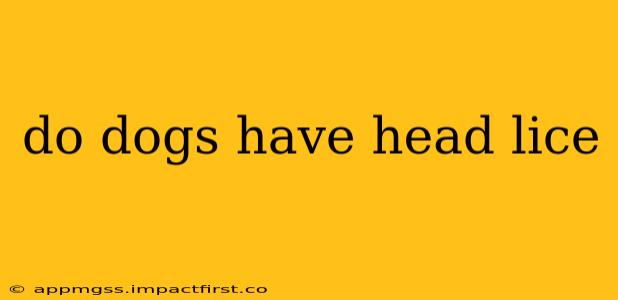 do dogs have head lice