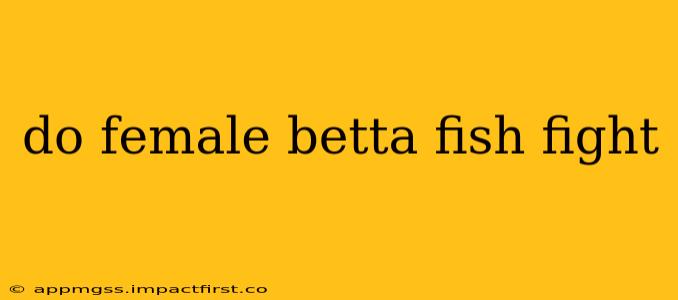 do female betta fish fight