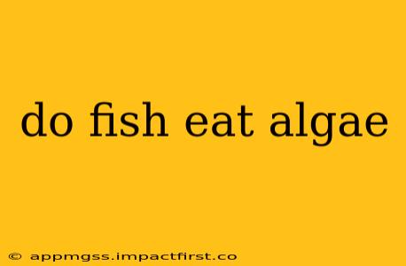 do fish eat algae