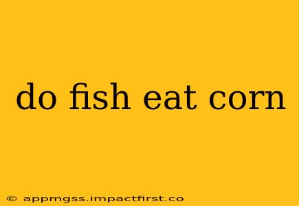 do fish eat corn