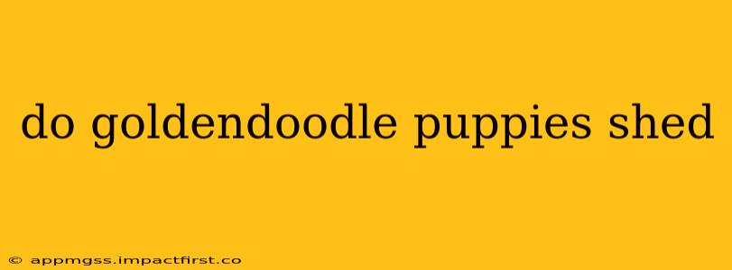 do goldendoodle puppies shed