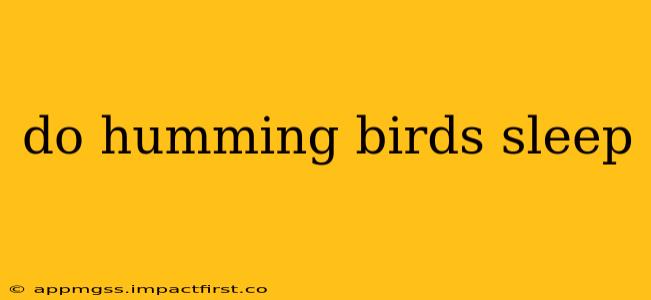do humming birds sleep